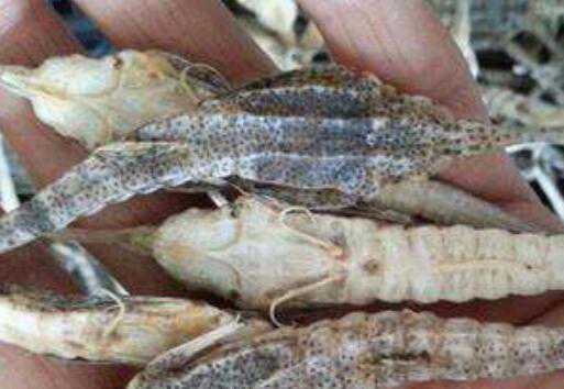 海麻雀的禁忌人群 海麻雀哪些人不能吃