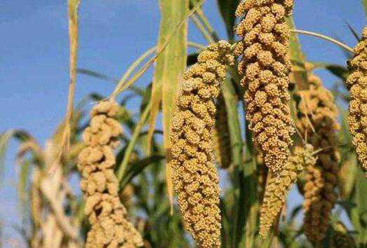 谷子和黍子的功效与作用 谷子和黍子的功效与作用及禁忌