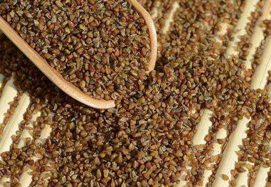 吃黑苦荞米有什么好处与功效（经常吃黑苦荞米有什么好处）