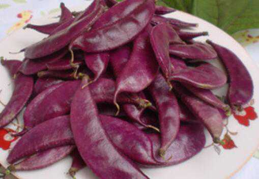 紫扁豆与白扁豆的区别 紫扁豆与白扁豆的区别是什么