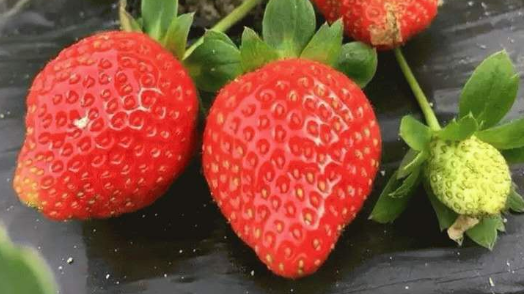 草莓品种大全 庄河草莓品种大全