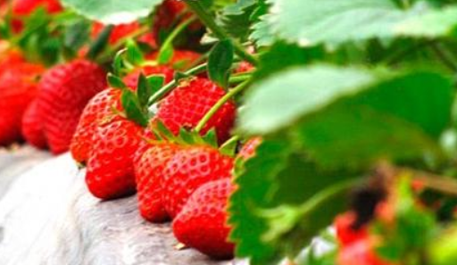 草莓的种植过程（草莓的种植过程介绍）