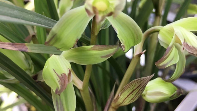 兰花用花生壳树皮行吗（松树皮加花生壳养兰花）