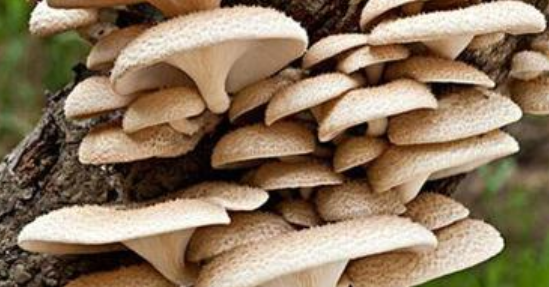 磨茹的种植方法 蘑菇怎么种植