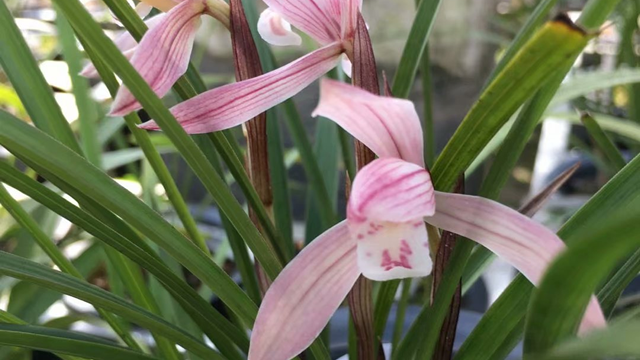 兰花春天养护技巧要点 兰花春天养护技巧要点有哪些