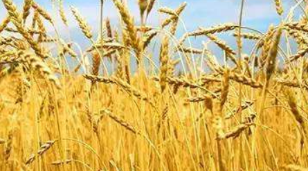 小麦品种介绍 众信麦998小麦品种简介