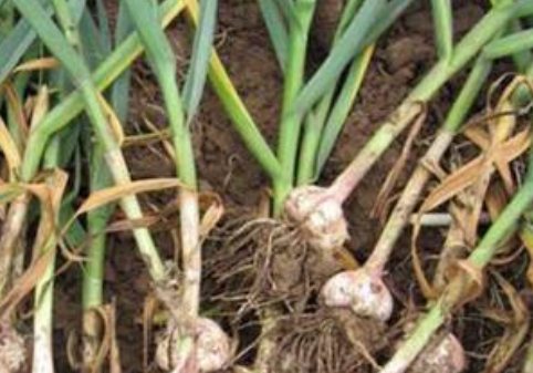 蒜的种植方法 蒜的种植方法和施肥