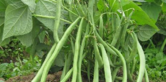 地芸豆怎么种，地芸豆什么时候种植 芸豆种方法怎么种的