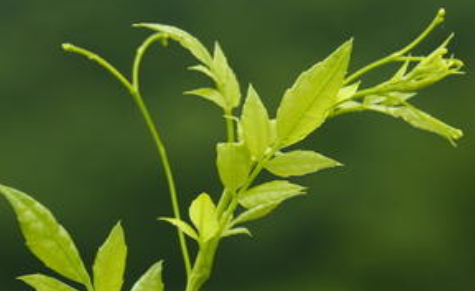 藤茶怎么做，藤茶制作方法 藤茶的泡制方法