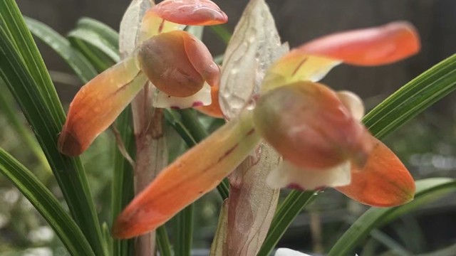 送大花蕙兰寓意（大花蕙兰的寓意和象征）