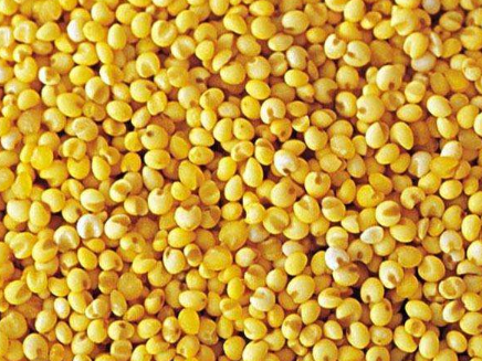 大黄米的功效与作用，大黄米的禁忌 大黄米的功效与作用及食用方法有哪一些