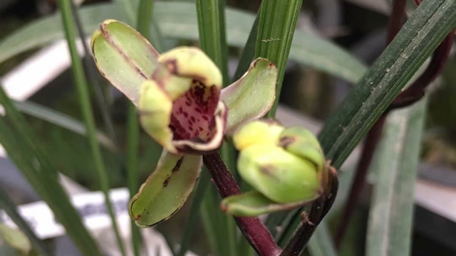 兰花种植关键技术点 兰花种植关键技术点子