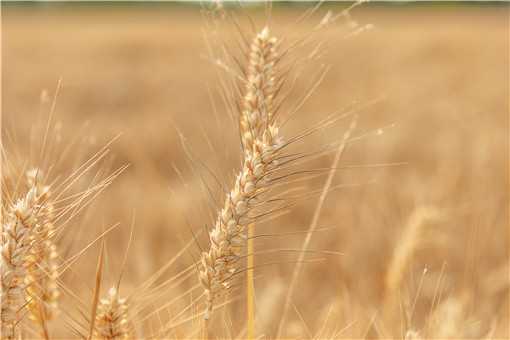 小麦12月份种可以吗（11月中旬种小麦晚吗）