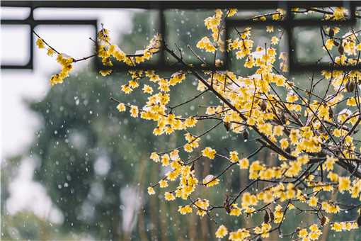 12月份种什么花（12月份种什么花室外）