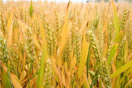 小麦灌浆期如何管理 小麦灌浆期管理技术要点