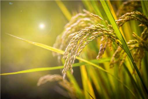 海水稻是转基因大米吗（海水稻是不是转基因食品）