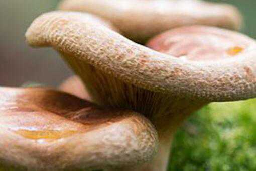 松树菌的保存方法有哪些（松树菌的保存方法有哪些呢）