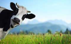 奶牛腹壁疝症状 奶牛腹壁疝症状有哪些