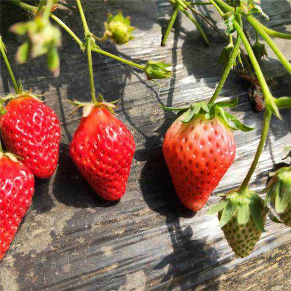 草莓什么时候种植最好（家庭种植草莓什么时候种植最好）