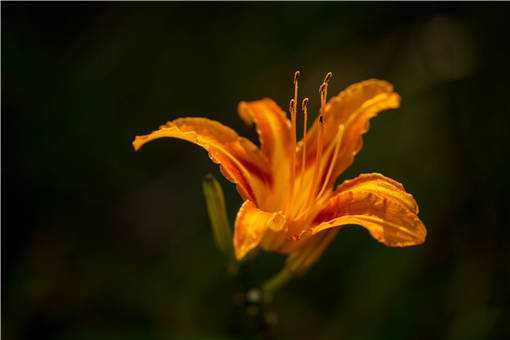 黄花菜种植