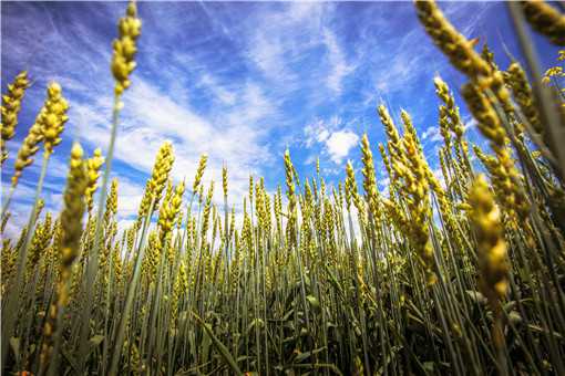 小麦种子哪个品种好 2022年小麦种子哪个品种好