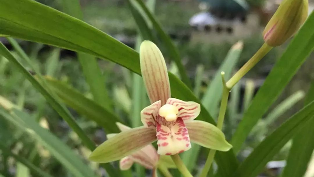 兰花开花时要注意什么 兰花开花时要注意什么细节