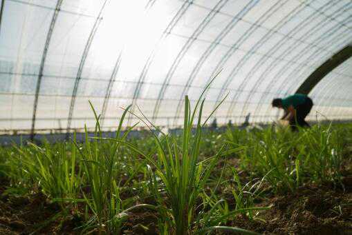 大棚韭菜什么时候种植 大棚韭菜什么时候种植最合适