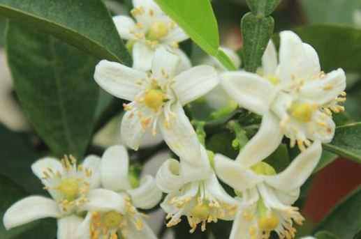 代代花别名叫什么 中药代代花别名叫什么