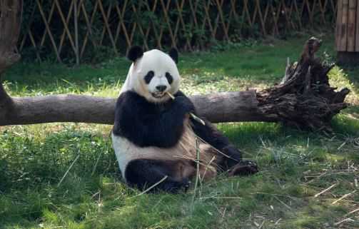 熊猫主要吃什么食物？它们的尾巴有什么作用？