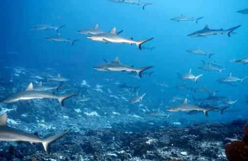 鲨鱼有哪些种类(鲨鱼有哪些种类名称)