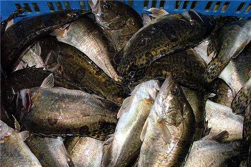 2020年鳜鱼多少钱一斤 鳜鱼价格一斤2020