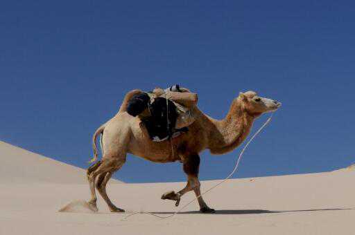 澳大利亚射杀骆驼的原因是什么（澳洲射杀骆驼是必然事件吗）