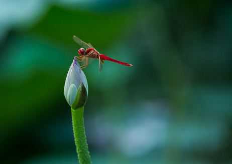 蜻蜓有哪些价值（蜻蜓有哪些价值和特点）