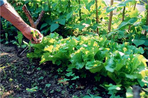 2020年农村种野菜赚钱吗 2020种植什么蔬菜最赚钱农村