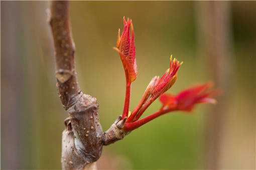 2020年在农村种植什么能快速致富（2020年在农村种植什么最赚钱呢?）