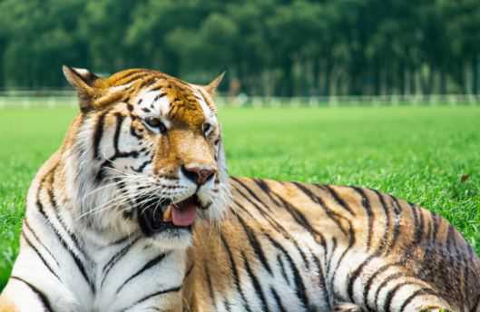 老虎的品种有哪些 老虎的品种有哪些全部