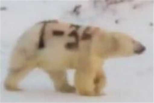 北极熊身上被涂字是怎么回事 北极熊身上被赐字