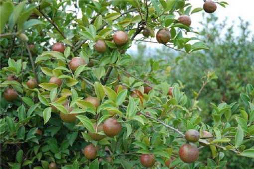 2020年茶油树种植前景怎么养（油茶树什么时候种植好）