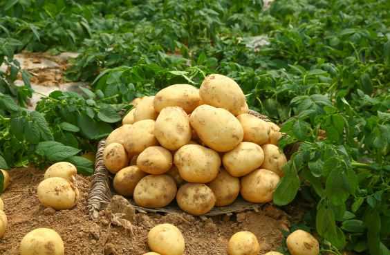 现在土豆价格大概多少钱一斤 现在土豆价格大概多少钱一斤呢