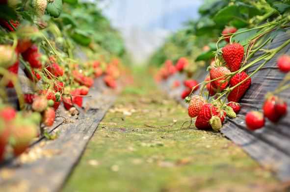 现在草莓多少钱一斤（现在草莓多少钱一斤2020）