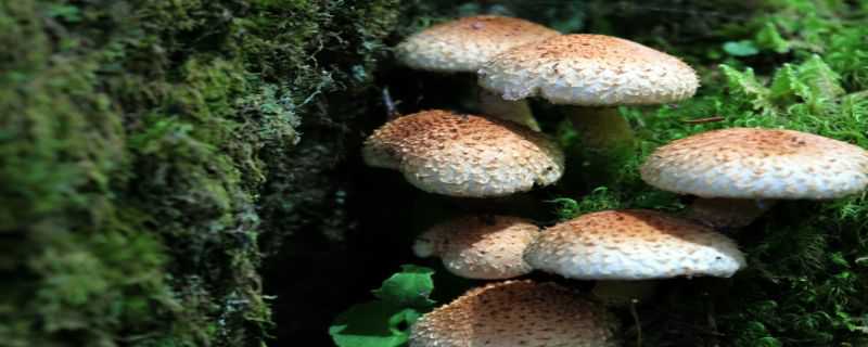 蘑菇是怎么传播种子的 蘑菇是怎么传播种子的呢