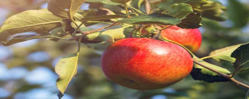 苹果树靠什么传播种子 苹果树靠什么传播种子的