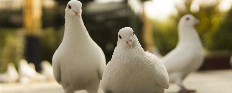 白鸽喜欢吃什么 白鸽喜欢吃什么食物