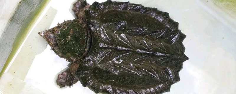 小鳄龟一年能长多大 小鳄龟一年能长多少厘米