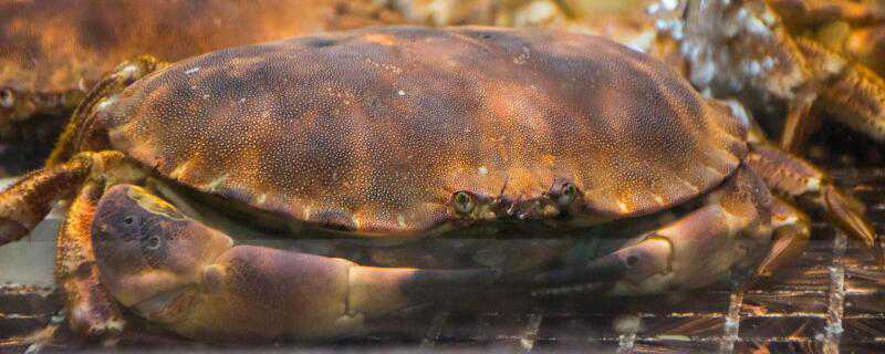 面包蟹几月份最肥 面包蟹几月份最肥美