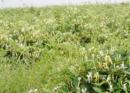 湘蕾树型金银花苗价格是多少钱一棵（湘蕾一号金银花苗价格）