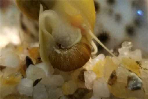 苹果螺的分布地区