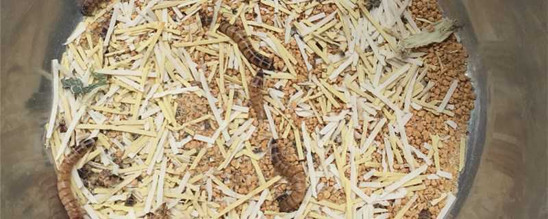 面包虫怎么养怎么繁殖（怎样养面包虫繁殖）