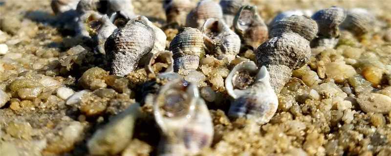 螺是怎么繁殖的 螺类的繁殖方式
