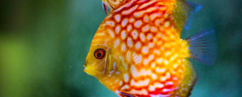 神仙鱼怎么繁殖（神仙鱼怎么繁殖视频）